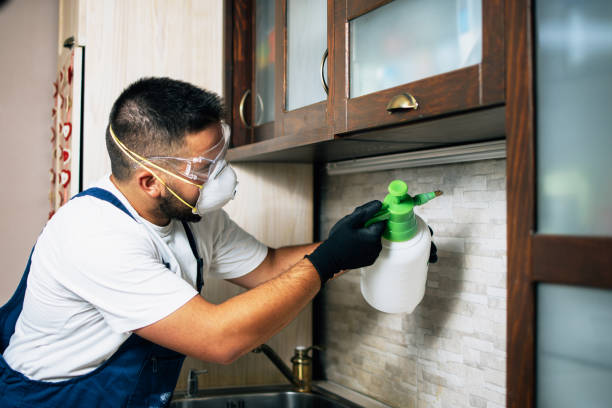 Best Affordable Pest Control Services  in Jamul, CA