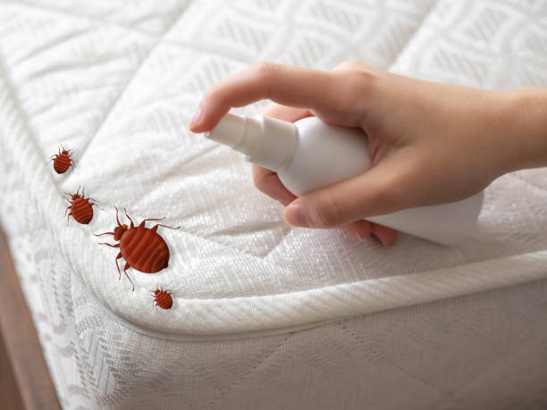 Best Insect Control  in Jamul, CA